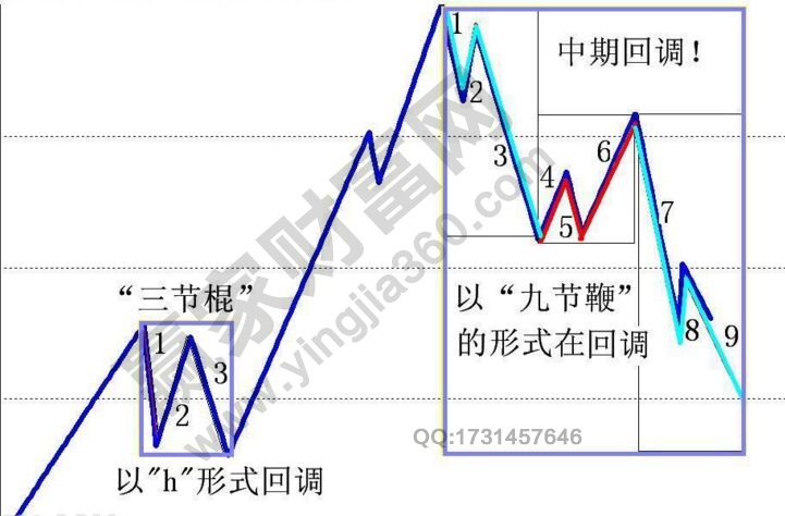 “九節(jié)鞭”形態(tài)